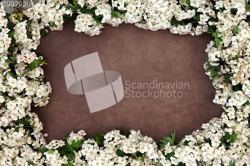 Image of Hawthorn Blossom Flower Frame
