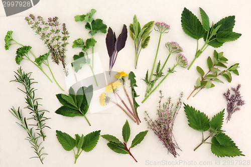 Image of Herbal Nature Study