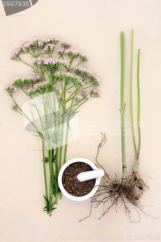 Image of Valerian Herb