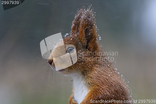 Image of snow covered