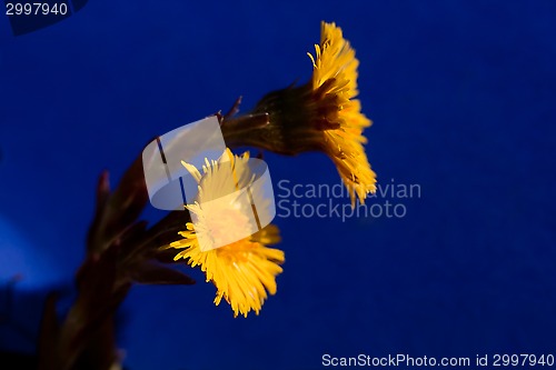 Image of tussilago farfare