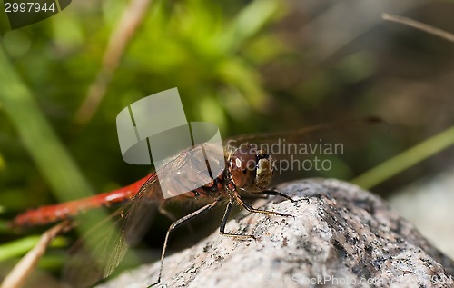 Image of dragon fly