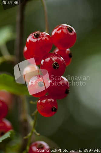 Image of red currants