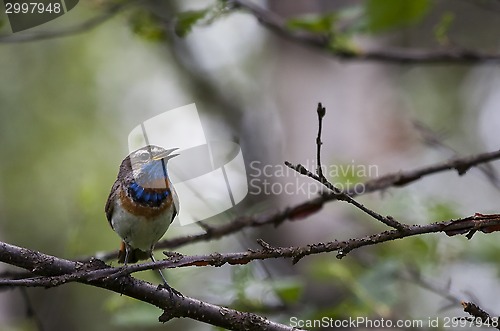 Image of bluethroat