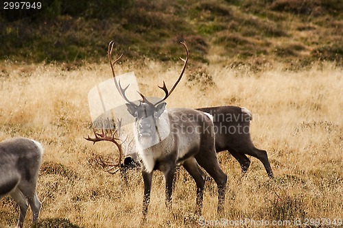 Image of reindeer bull