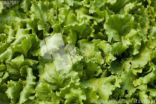 Image of Lettuce (Lactuca sativa)