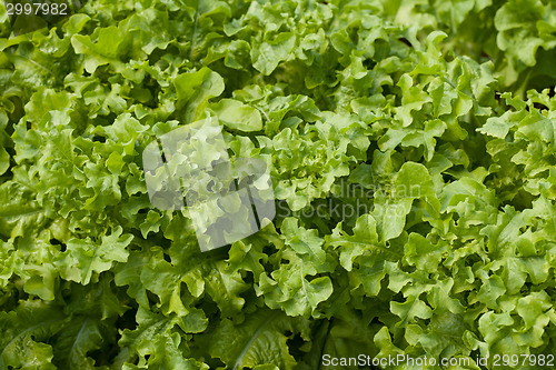 Image of Lettuce (Lactuca sativa)