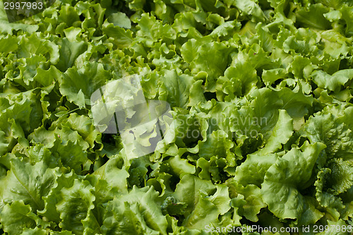 Image of Lettuce (Lactuca sativa)