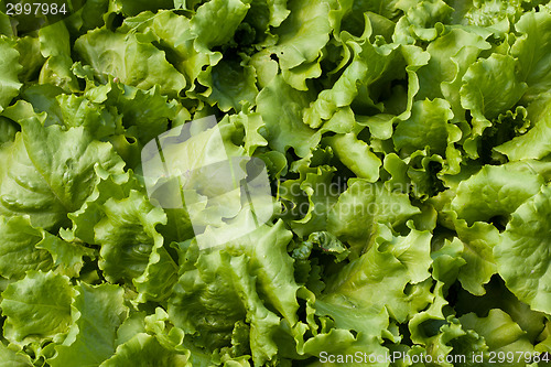 Image of Lettuce (Lactuca sativa)