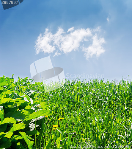 Image of green grass close up and blue sky