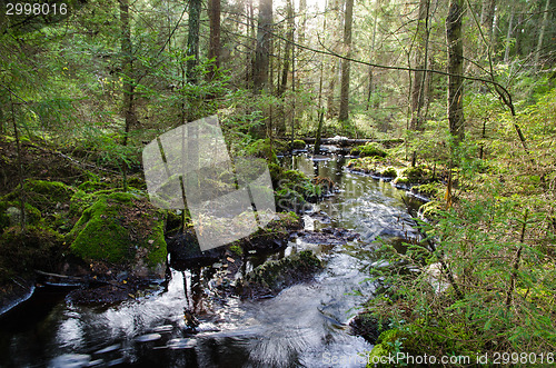 Image of Old-growth forest with a streaming creek