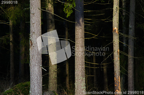 Image of Scary spruce forest