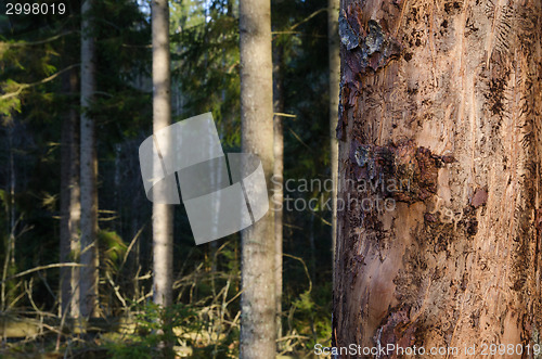 Image of Tree trunk damaged of insects