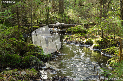 Image of Streaming creek in a mossy forest