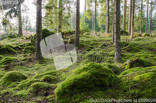 Image of Bright and mossy coniferous forest