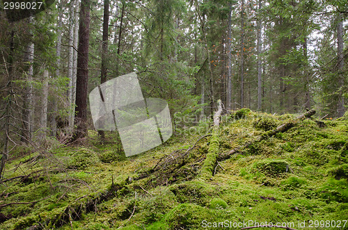 Image of Mossy and untouched forest wilderness