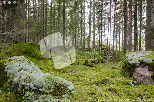 Image of Green and mossy coniferous forest