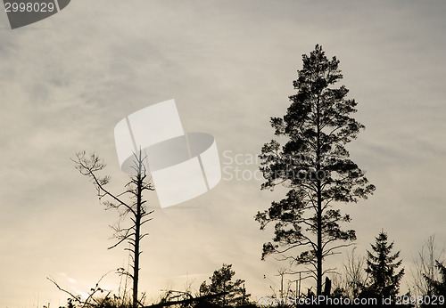 Image of Pine tree silhouettes