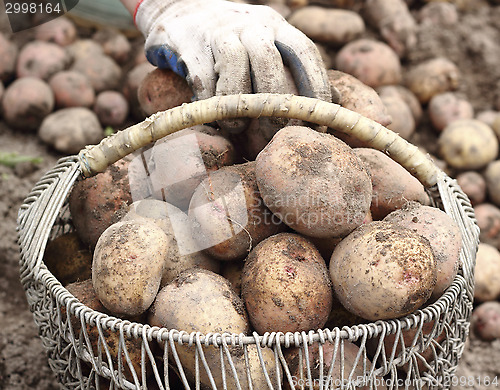 Image of Potato harvest