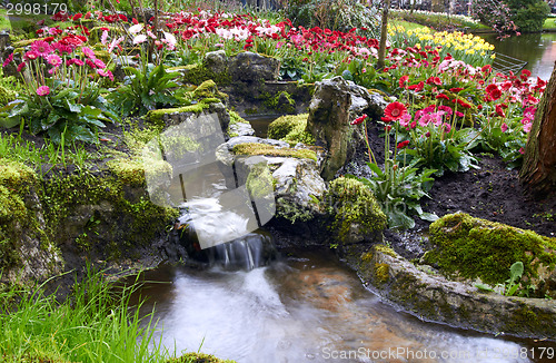 Image of Colorful Tulips flowers in Keukenhof Holland