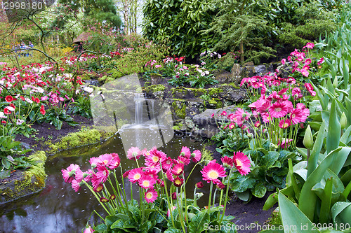 Image of Colorful Tulips flowers in Keukenhof Holland