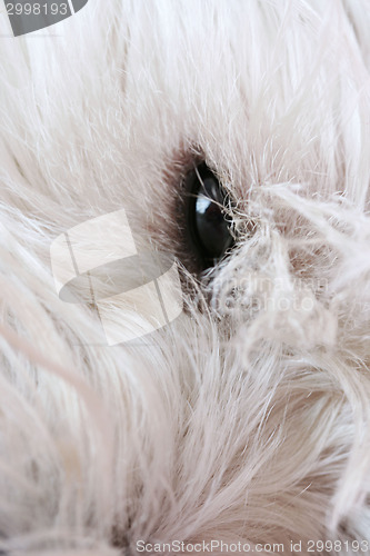 Image of Westie portrait
