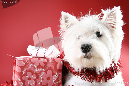 Image of White puppy