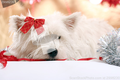 Image of Westie