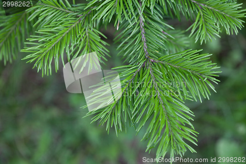 Image of Evergreens