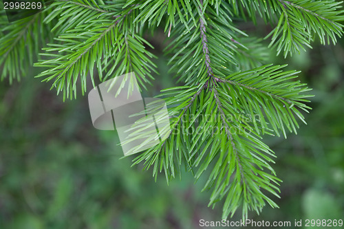 Image of Evergreens