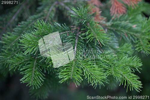 Image of Evergreens