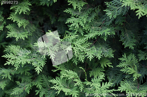 Image of Evergreens