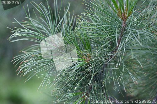 Image of Evergreens