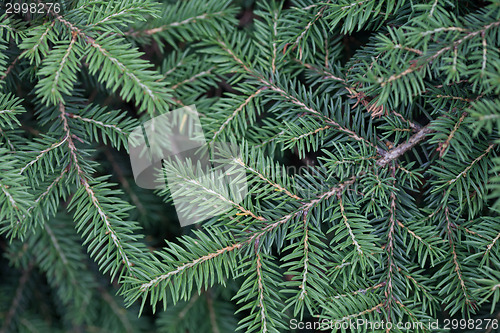 Image of Evergreens