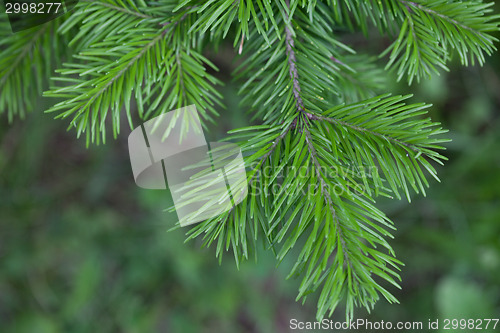 Image of Evergreens