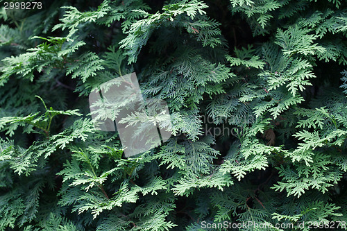 Image of Evergreens