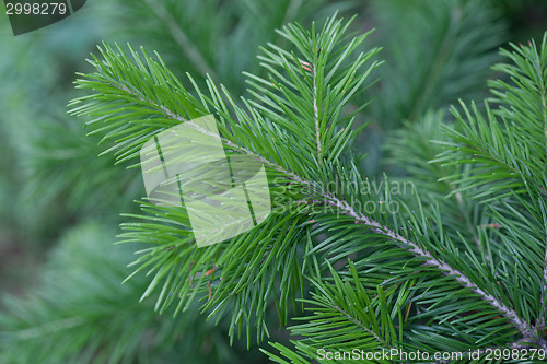 Image of Evergreens