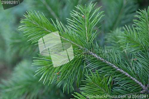 Image of Evergreens