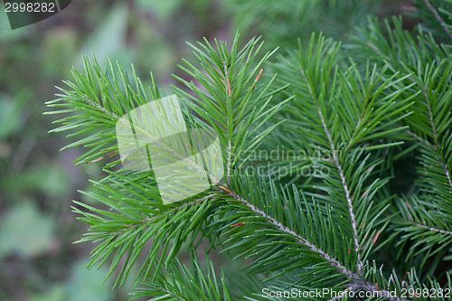 Image of Evergreens