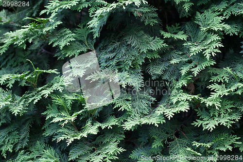 Image of Evergreens