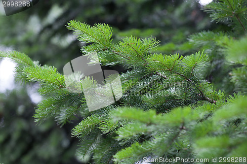 Image of Evergreens