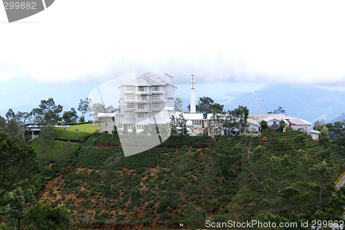 Image of White tea factory