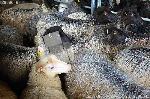 Image of sheep inside shearing shed on farm 