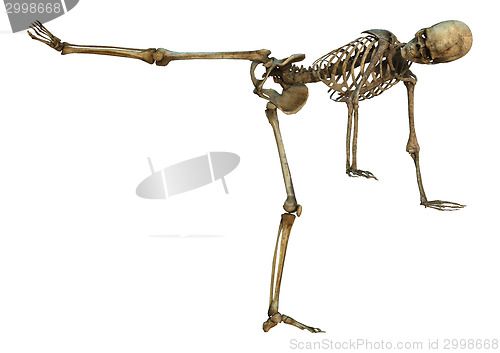 Image of Human Skeleton