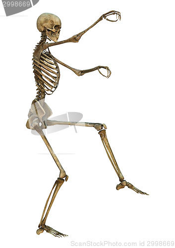 Image of Human Skeleton