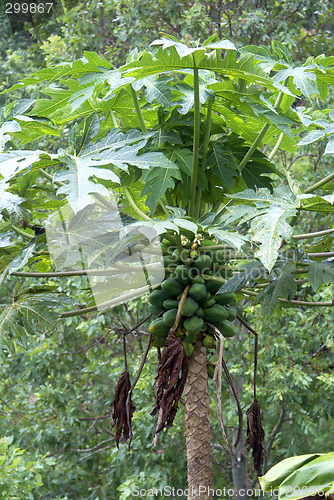 Image of Papaya tree