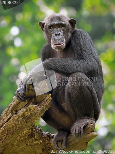 Image of Common Chimpanzee