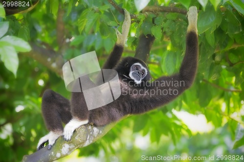 Image of Gibbon Monkey