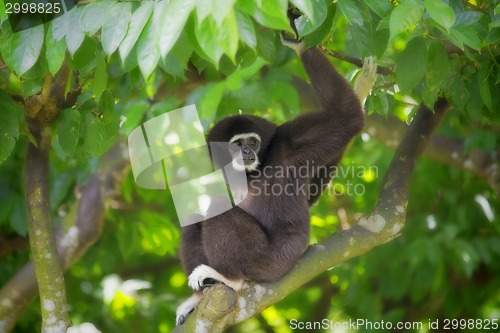 Image of Gibbon Monkey