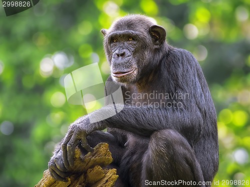 Image of Common Chimpanzee